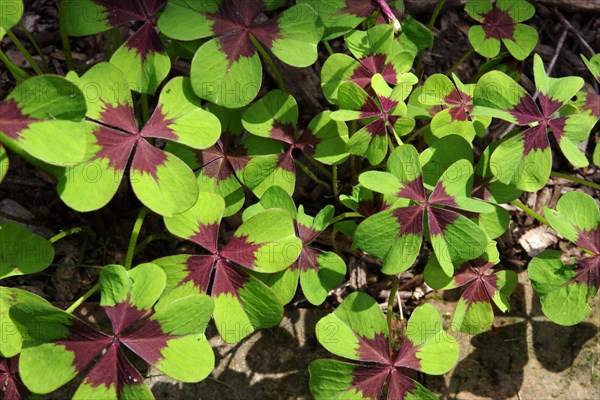 Four-leaf sorrel