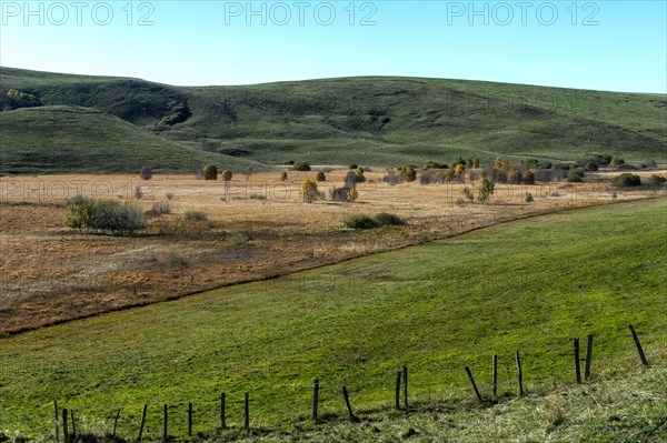 Bog landscape with dry bog grass