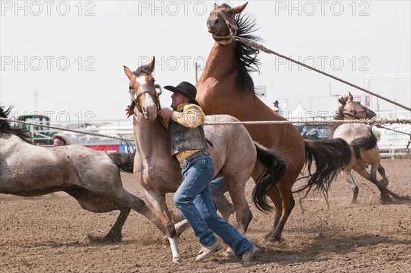 Wild horse round-up