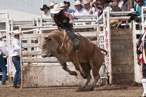 Cowboy bull riding