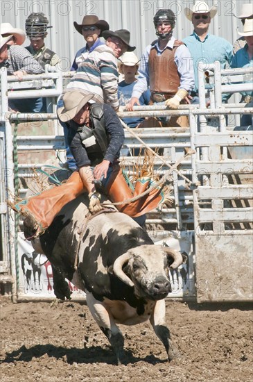 Cowboy bull riding