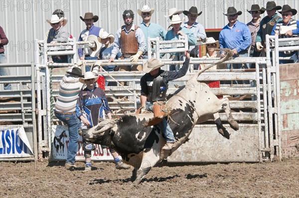 Cowboy bull riding