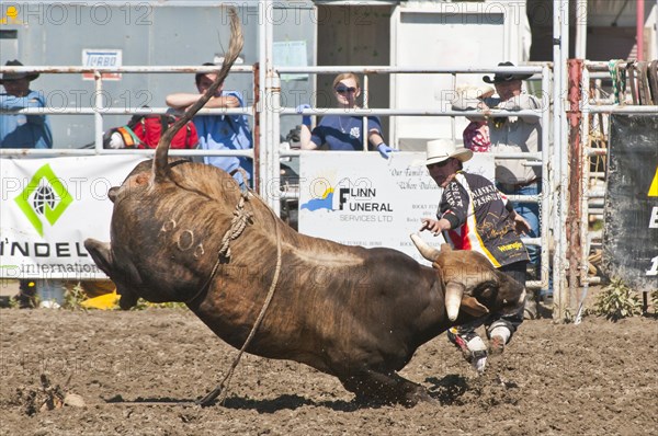 Bull and rodeo clown