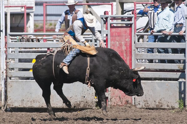 Cowboy bull riding