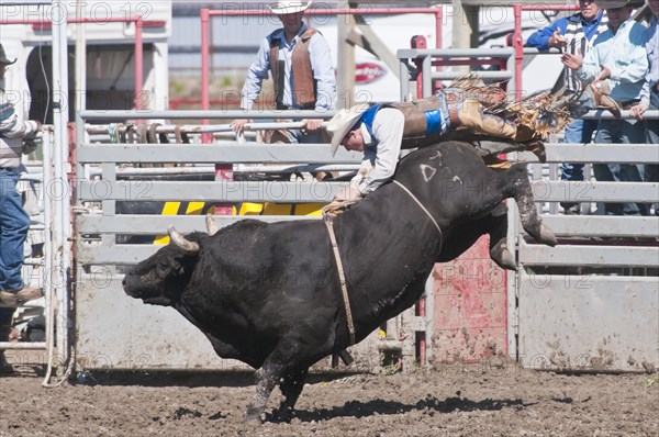 Cowboy being thrown while bull riding