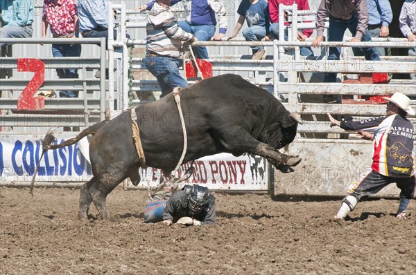 Cowboy thrown while bull riding