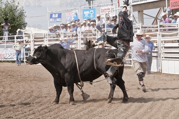Cowboy being thrown while bull riding