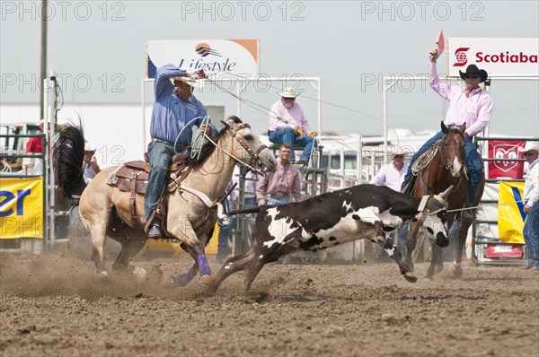 Steer roping