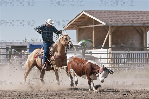 Team steer roping