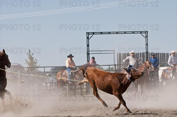 Team steer roping