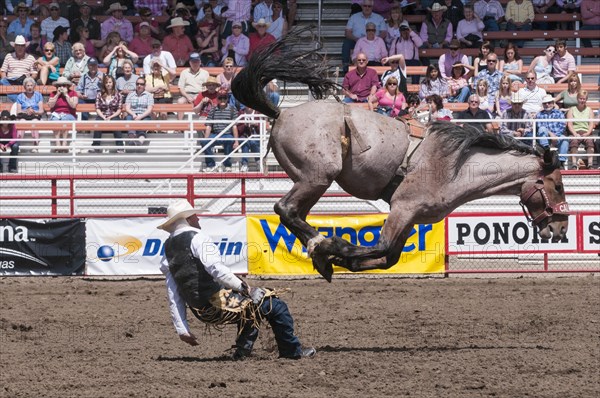 Cowboy being throw