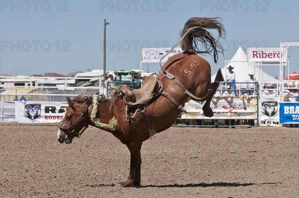 Bareback bronc horse after throwing rider