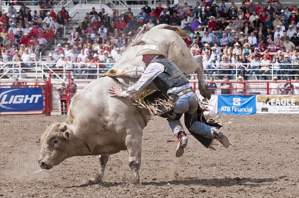 Cowboy being thrown