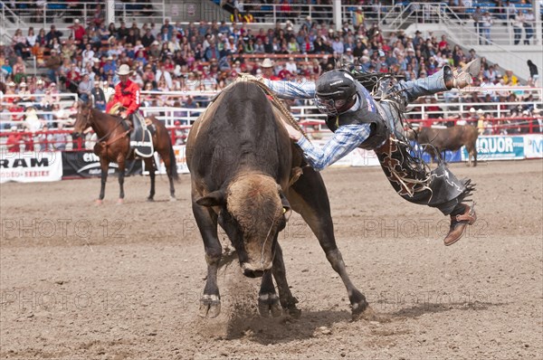 Cowboy being thrown