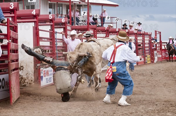 Cowboy thrown while bull riding and landing on his head