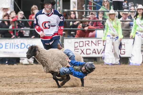 Young child riding a sheep