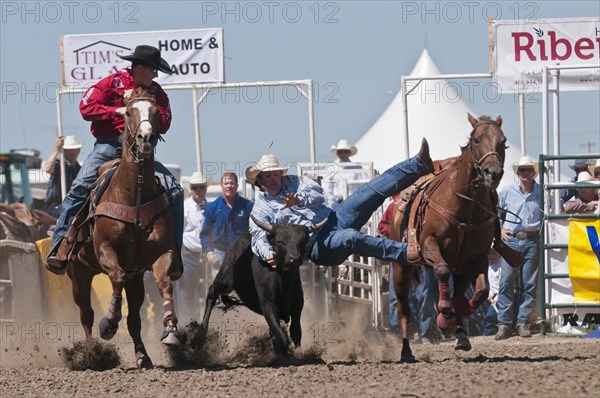 Team steer wrestling