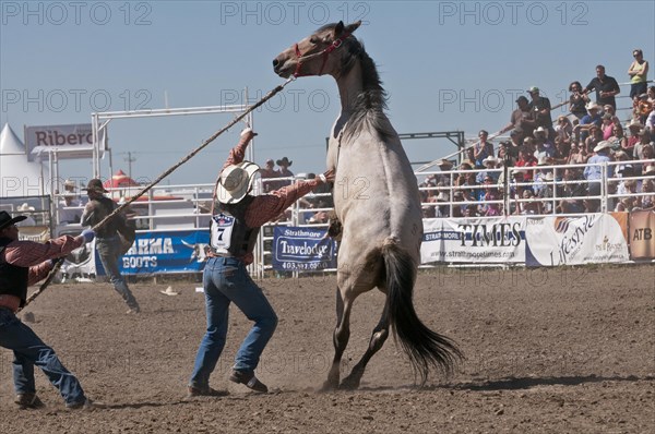 Wild horse round-up