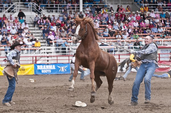 Wild horse round-up