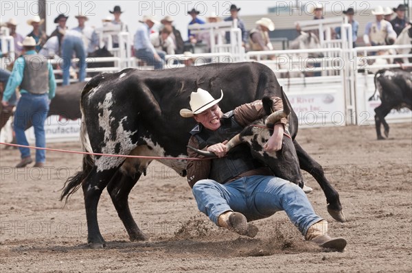 Wild cow milking