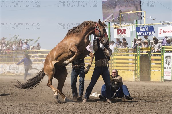 Wild horse round-up