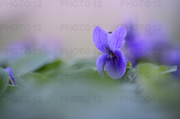 Heath dog-violet