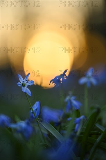 Alpine squill