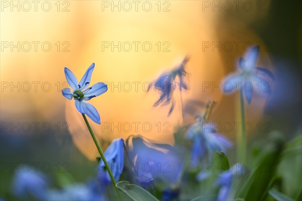 Alpine squill