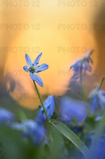 Alpine squill