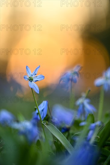 Alpine squill