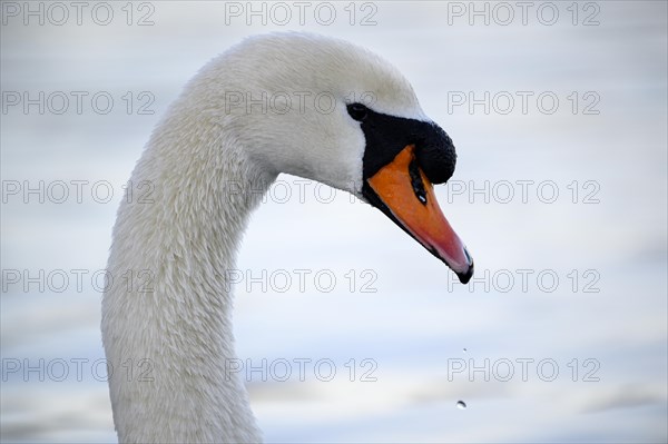 Mute Swan