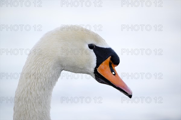 Mute Swan