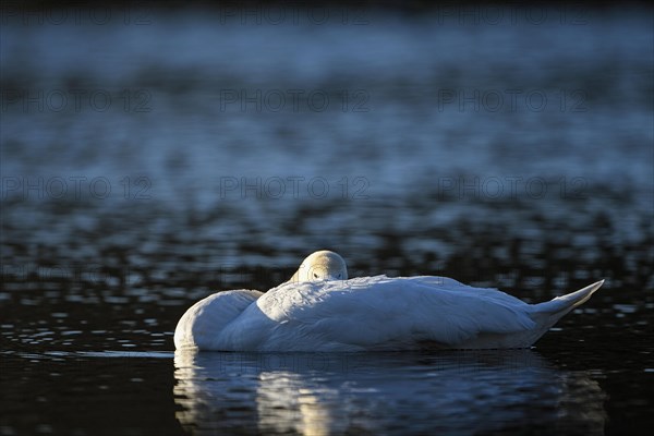 Mute Swan