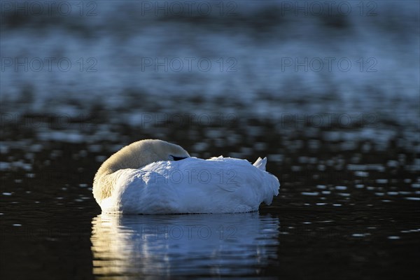 Mute Swan