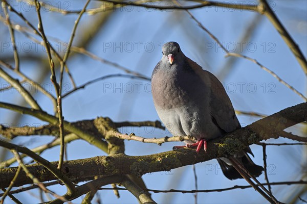 Stock Dove