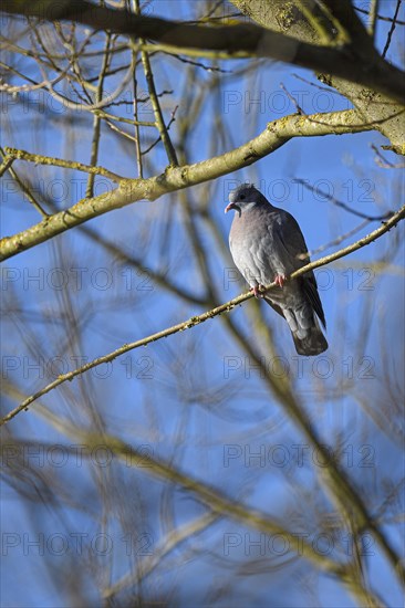 Stock Dove