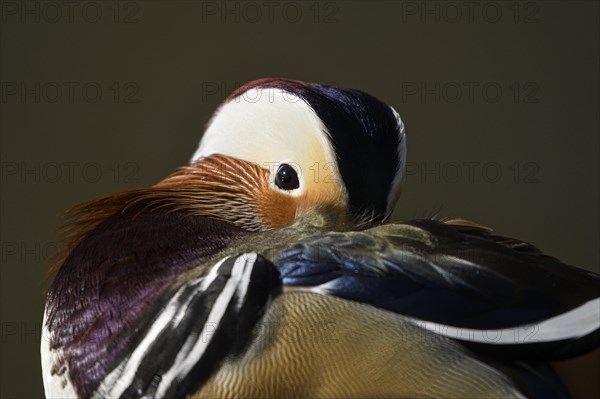 Mandarin Duck