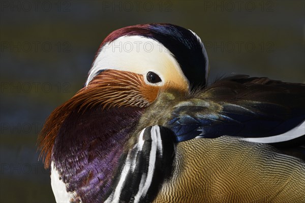 Mandarin Duck