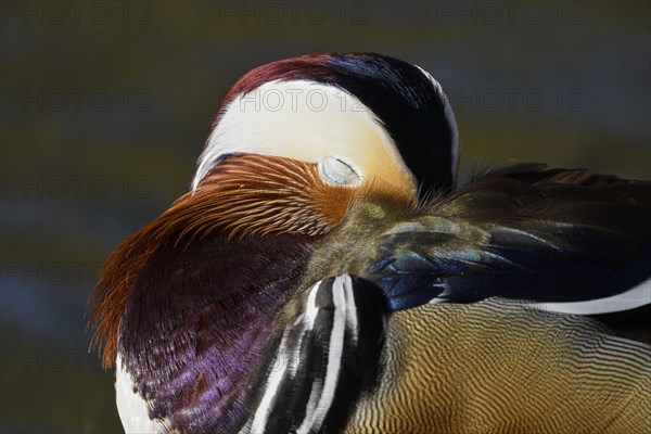 Mandarin Duck