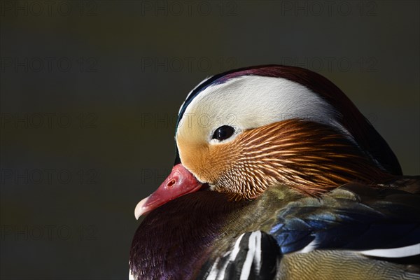 Mandarin Duck