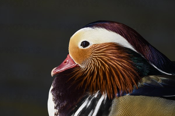 Mandarin Duck