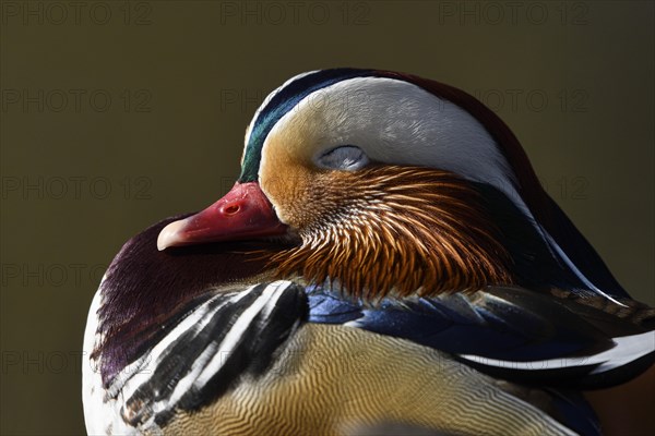 Mandarin Duck