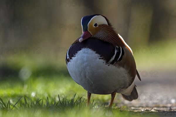 Mandarin Duck