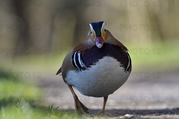 Mandarin Duck