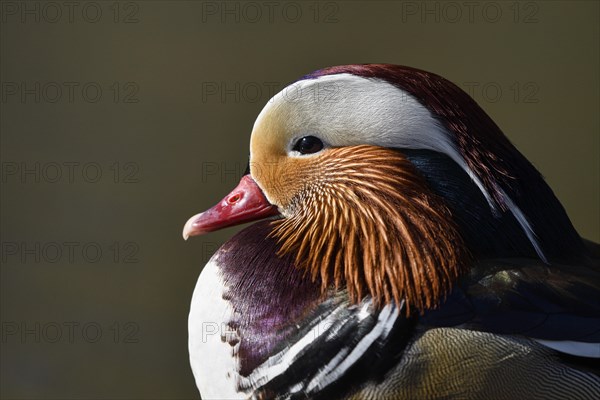 Mandarin Duck