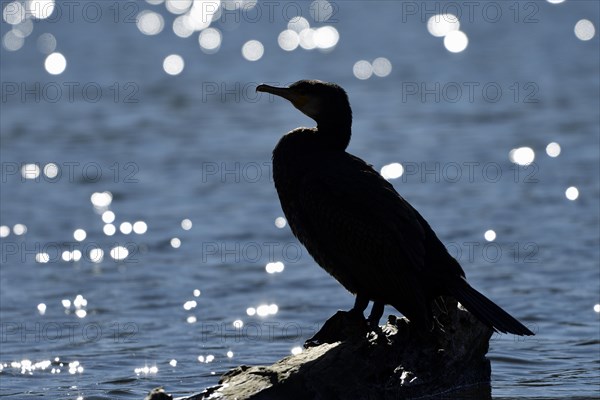 Great cormorant