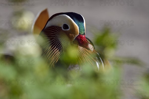 Mandarin Duck