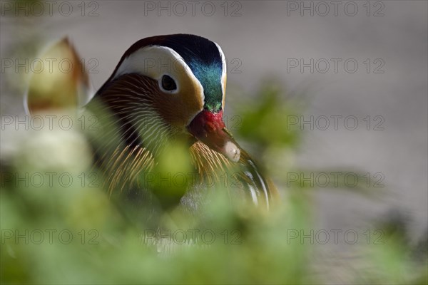 Mandarin Duck