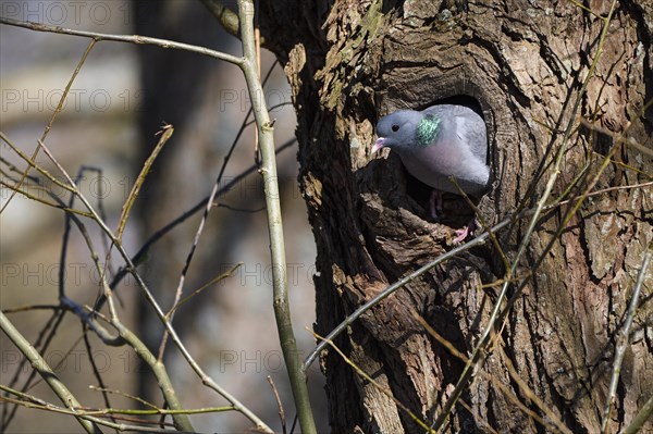 Stock Dove