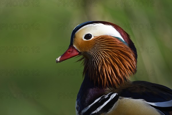 Mandarin Duck